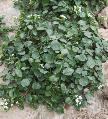 Picture of Cress Water